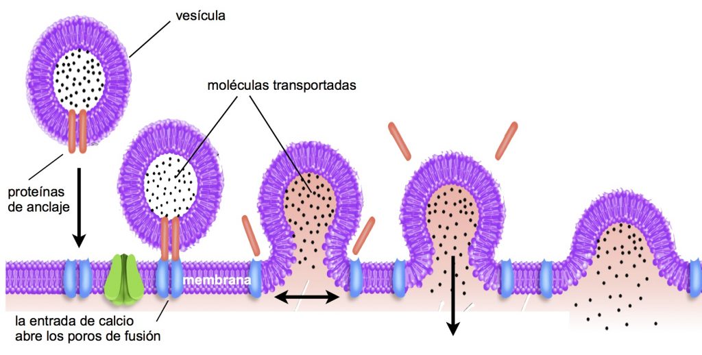 maquinaria de fusión vesicular