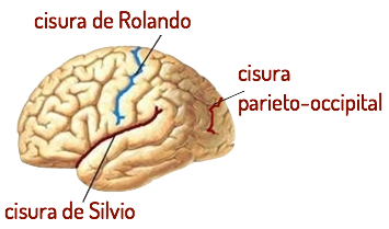 cisuras cerebrales cisuras cerebrales