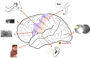 epilepsia crisis focales