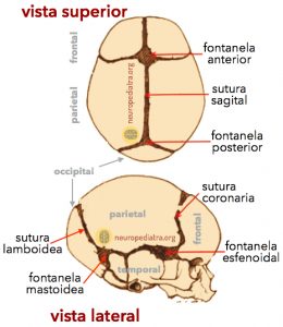 cráneo fontanelas suturas