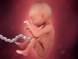 postura fetal