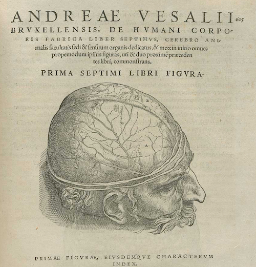 andrea-vesalio-el-cerebro