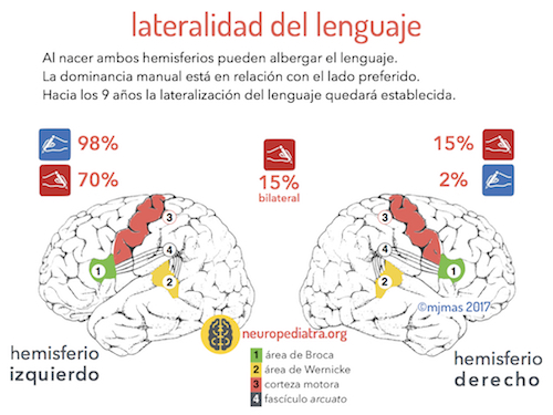 lateralidad-del-lenguaje